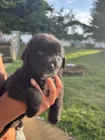 Twin 2 , a male Australian Shepherd and Goldendoodle for sale in Greeneville, TN – 3 of 3