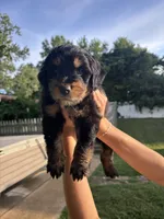Roddy, a male Australian Shepherd and Goldendoodle for sale in Greeneville, TN – 2 of 3