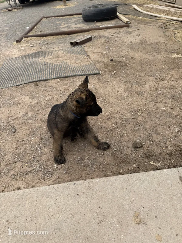 Blue Collar Male – German Shepherd Dog puppy for sale in Los Lunas, NM
