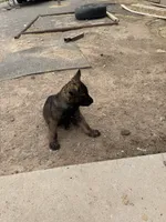 Blue Collar Male, a male German Shepherd Dog for sale in Los Lunas, NM – 1 of 1