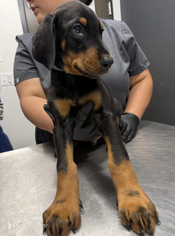 Blue – Doberman Pinscher puppy for sale in Portage, IN