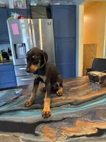 Black and rust female, a female Doberman Pinscher for sale in Portage, IN – 2 of 2