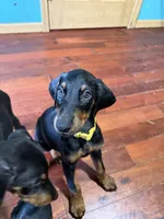 Yellow, a female Doberman Pinscher for sale in Portage, IN – 2 of 4