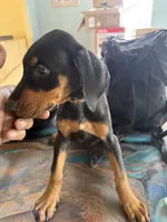 White patch, a female Doberman Pinscher for sale in Portage, IN – 3 of 3