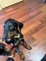 Yellow, a female Doberman Pinscher for sale in Portage, IN – 4 of 4