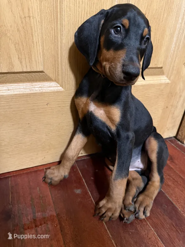 White patch – Doberman Pinscher puppy for sale in Portage, IN