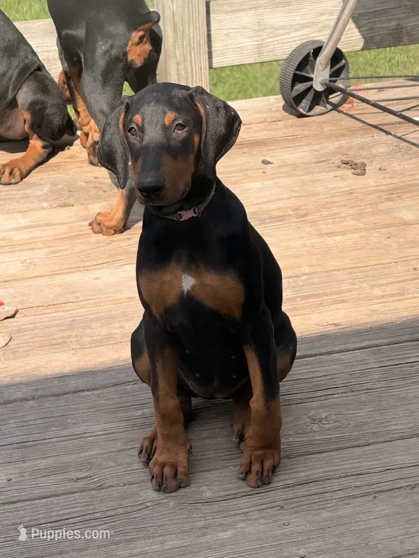 White patch – Doberman Pinscher puppy for sale in Portage, IN