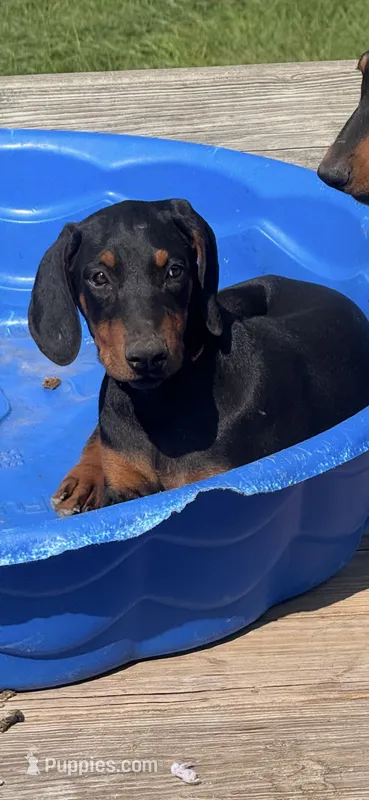 Sara – Doberman Pinscher puppy for sale in Portage, IN