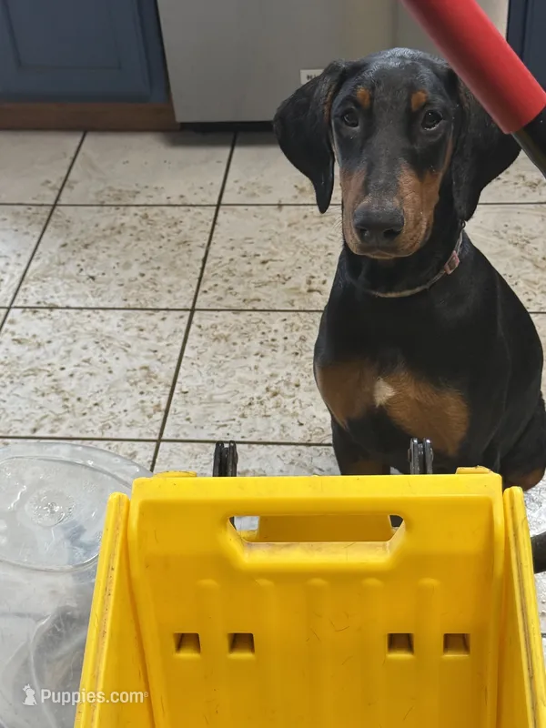 Her – Doberman Pinscher puppy for sale in Portage, IN