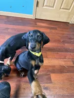 Yellow, a female Doberman Pinscher for sale in Portage, IN – 3 of 4