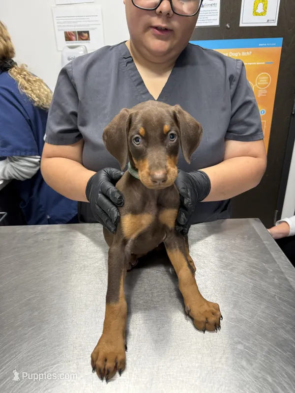 Pink – Doberman Pinscher puppy for sale in Portage, IN