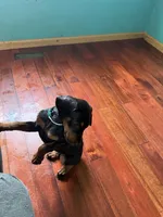New Pink, a female Doberman Pinscher for sale in Portage, IN – 4 of 4