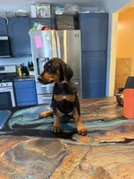 Her, a female Doberman Pinscher for sale in Portage, IN – 9 of 10