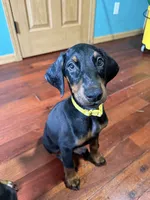 Yellow, a female Doberman Pinscher for sale in Portage, IN – 1 of 4