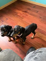 New Pink, a female Doberman Pinscher for sale in Portage, IN – 2 of 4