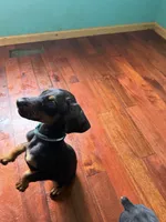 Green and white, a male Doberman Pinscher for sale in Portage, IN – 2 of 4