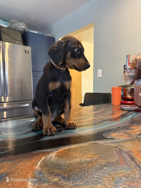Brown – Doberman Pinscher puppy for sale in Portage, IN