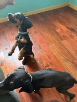 Green and white, a male Doberman Pinscher for sale in Portage, IN – 4 of 4