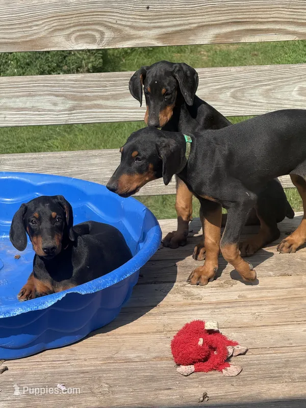 Black and rust female – Doberman Pinscher puppy for sale in Portage, IN