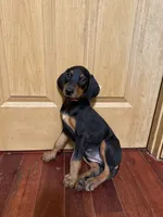 White patch, a female Doberman Pinscher for sale in Portage, IN – 1 of 2