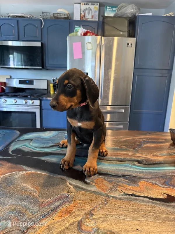 Pinky – Doberman Pinscher puppy for sale in Portage, IN