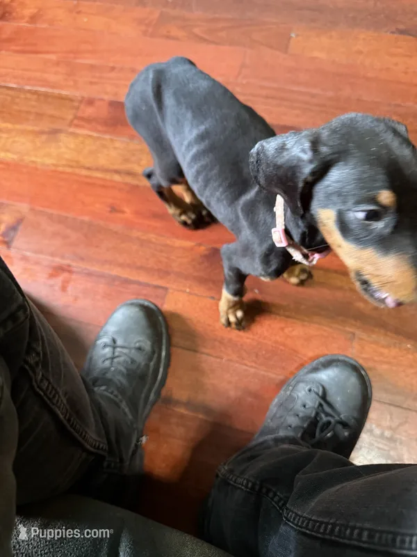 New Pink – Doberman Pinscher puppy for sale in Portage, IN