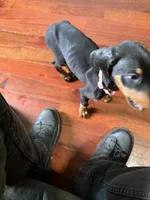 New Pink, a female Doberman Pinscher for sale in Portage, IN – 1 of 4