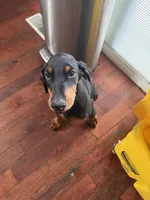 Her, a female Doberman Pinscher for sale in Portage, IN – 5 of 10