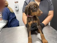 Pink, a female Doberman Pinscher for sale in Portage, IN – 2 of 2