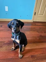 Green and white, a male Doberman Pinscher for sale in Portage, IN – 1 of 4
