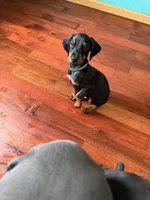 Green and white, a male Doberman Pinscher for sale in Portage, IN – 3 of 4