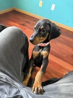 New Pink, a female Doberman Pinscher for sale in Portage, IN – 3 of 4