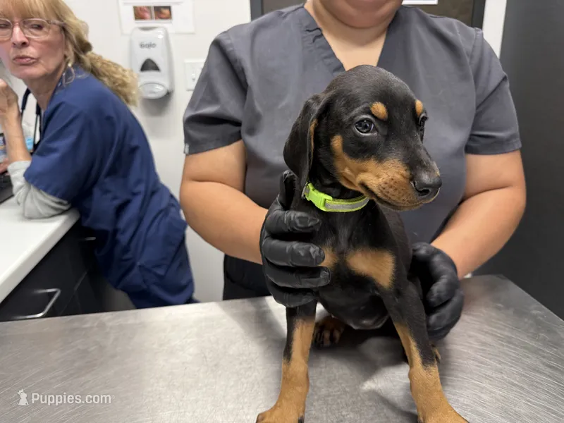 Black and rust female – Doberman Pinscher puppy for sale in Portage, IN