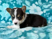 Nancy, a female Cardigan Welsh Corgi and Pembroke Welsh Corgi for sale in Clever, MO – Photo 2 of 5