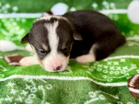 Nancy, a female Cardigan Welsh Corgi and Pembroke Welsh Corgi for sale in Clever, MO – Photo 5 of 5