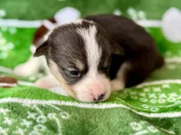 Nancy, a female Cardigan Welsh Corgi and Pembroke Welsh Corgi for sale in Clever, MO – Photo 3 of 5