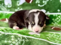 Nancy, a female Cardigan Welsh Corgi and Pembroke Welsh Corgi for sale in Clever, MO – Photo 4 of 5