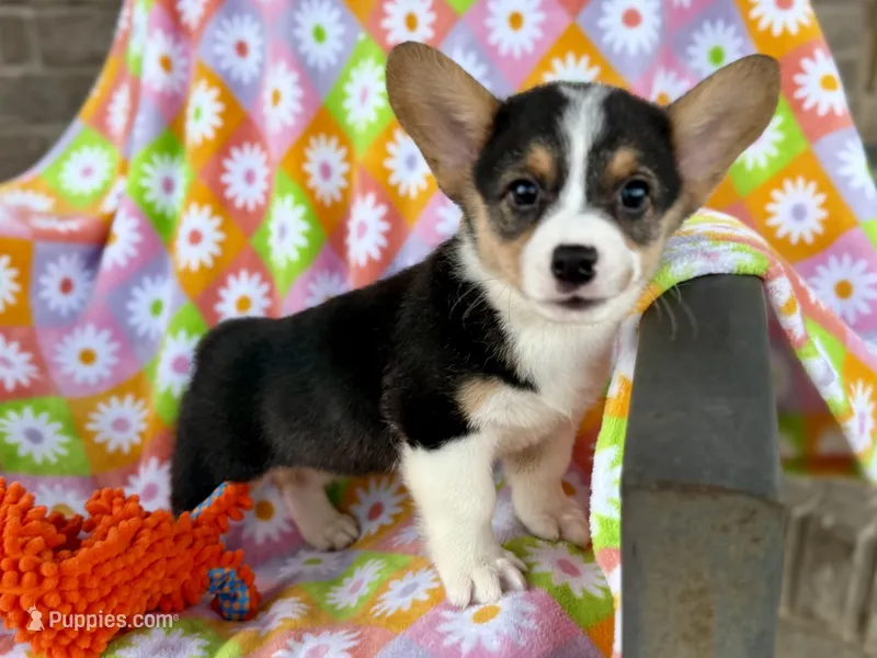 Nancy – Cardigan Welsh Corgi, Pembroke Welsh Corgi puppy on hold in Clever, MO