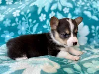 Nancy, a female Cardigan Welsh Corgi and Pembroke Welsh Corgi for sale in Clever, MO – Photo 1 of 5