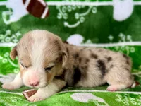 Eleven, a female Cardigan Welsh Corgi and Pembroke Welsh Corgi for sale in Clever, MO – Photo 1 of 3