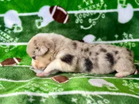 Eleven, a female Cardigan Welsh Corgi and Pembroke Welsh Corgi for sale in Clever, MO – Photo 3 of 3