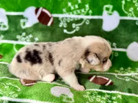 Eleven, a female Cardigan Welsh Corgi and Pembroke Welsh Corgi for sale in Clever, MO – Photo 2 of 3