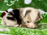 Holly, a female Cardigan Welsh Corgi and Pembroke Welsh Corgi for sale in Clever, MO – Photo 3 of 5