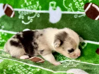 Holly, a female Cardigan Welsh Corgi and Pembroke Welsh Corgi for sale in Clever, MO – Photo 4 of 5