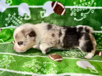 Holly, a female Cardigan Welsh Corgi and Pembroke Welsh Corgi for sale in Clever, MO – Photo 5 of 5