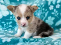 Holly, a female Cardigan Welsh Corgi and Pembroke Welsh Corgi for sale in Clever, MO – Photo 1 of 5