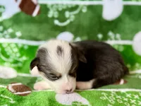 Max, a female Cardigan Welsh Corgi and Pembroke Welsh Corgi for sale in Clever, MO – Photo 4 of 5