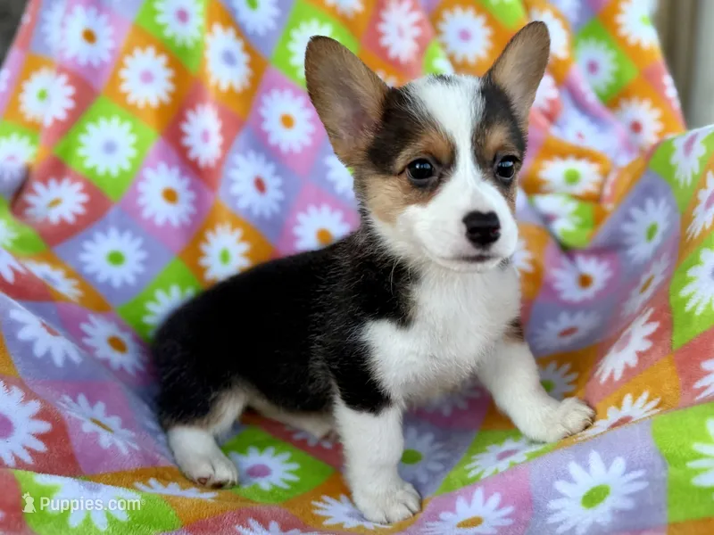 Max – Cardigan Welsh Corgi, Pembroke Welsh Corgi puppy for sale in Clever, MO