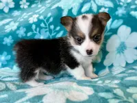 Max, a female Cardigan Welsh Corgi and Pembroke Welsh Corgi for sale in Clever, MO – Photo 1 of 5