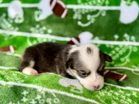 Max, a female Cardigan Welsh Corgi and Pembroke Welsh Corgi for sale in Clever, MO – Photo 5 of 5